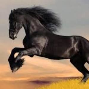 Meet your Posher, Rosario